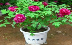 盆栽牡丹花的養殖方法和注意事項