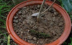 盆栽山茶花養殖關鍵技術：如何用土、換盆、澆