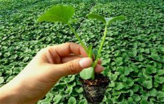 黃瓜栽培技術與管理：育苗、定植與管理