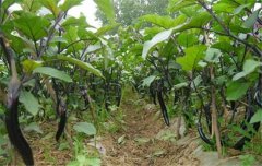 茄子種植時間和方法：如何育苗、定植等