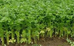 芹菜栽培技術要點：如何育苗、定植與田間管理