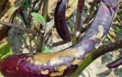 茄子病蟲害防治：茄子綿疫病、褐紋病、地老虎