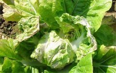 大白菜病蟲害防治：白菜病毒病、霜霉病等