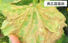 黃瓜病蟲害防治：黃瓜霜霉病、白粉病、紅蜘蛛