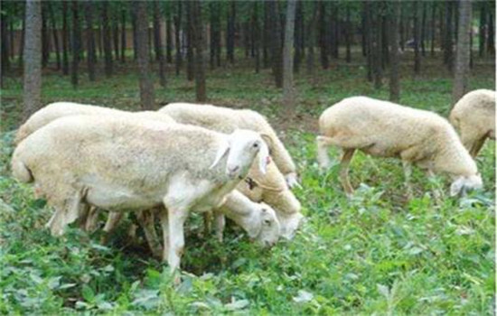 公綿羊的飼養