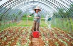 菜豆栽培時間與技術要點、病蟲害防治