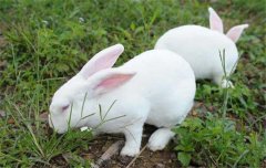 家兔怎么養 種公兔、仔兔、幼兔和青年兔的飼養