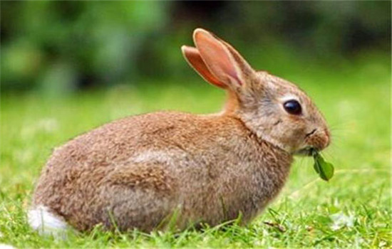 種母兔的飼養