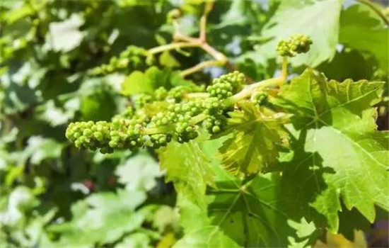 激發冬芽當年萌發結二次果