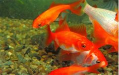 金魚的種類可分為草金魚、龍睛魚、文魚和蛋魚