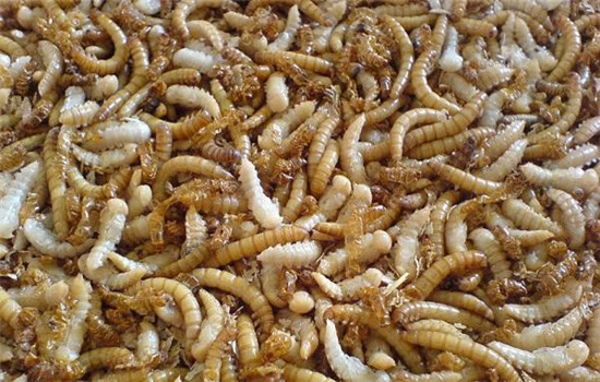 黃粉蟲的飼養管理