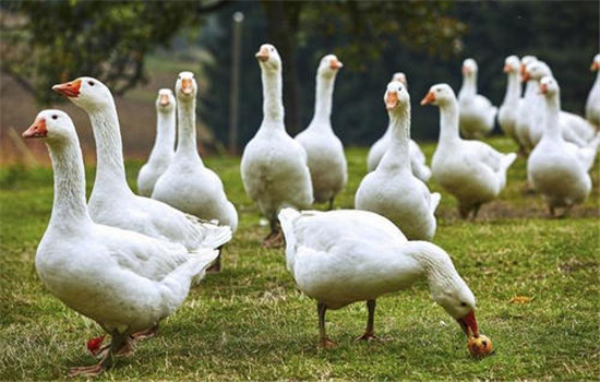 中鵝飼養管理