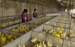鵝飼養管理要求：雛鵝、小鵝、中鵝的飼養管理