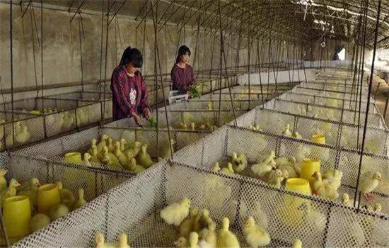 雛鵝的飼養管理