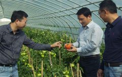 影響農作物根部對養分吸收的因素有哪些?