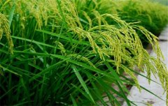 水稻施肥量及比例您知道嗎？水稻要如何施肥？