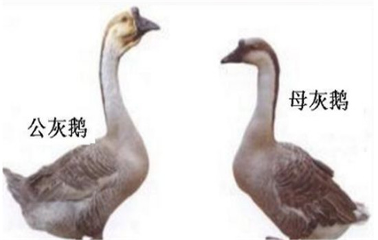 公、母鵝的配偶