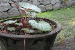 如何盆栽虎耳草，虎耳草盆栽關鍵技術解密