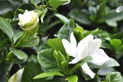 盆栽梔子花好養嗎？告訴你梔子花盆栽怎樣養殖