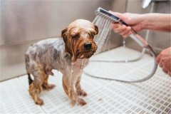 怎樣給犬洗澡，給愛犬洗澡的注意事項
