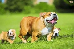怎樣加強懷孕母犬飼養管理，防止胚胎死亡或流