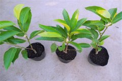 白蘭花盆栽怎么養殖 詳解白蘭花盆栽管理要點