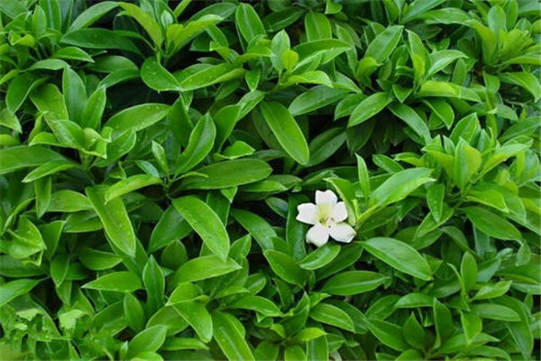 非洲茉莉的生態習性