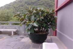 盆栽橡皮樹怎么養 印度橡皮樹養殖五大要點