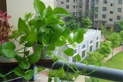 盆栽綠蘿怎么養才能更旺盛，請記住五個關鍵點