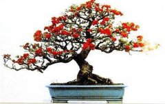 火棘如何盆栽？講述火棘種植的那些細節問題