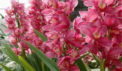 大花蕙蘭什么時候開花，如何養護與管理