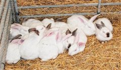 不同時期肉兔的飼養管理