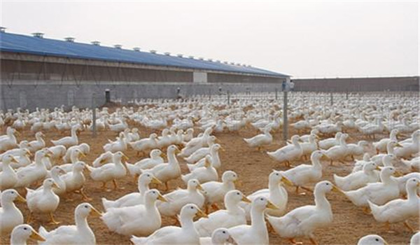 養殖場要定期消毒