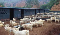 如何掌握舍飼養羊技術