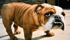 斗牛犬怎么訓練定點大小便，如何正確飼養？