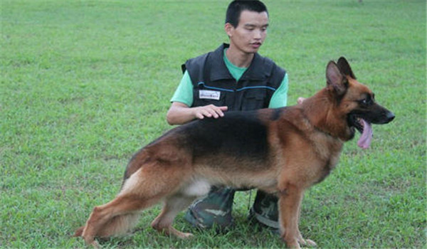 因犬制宜，區別對待