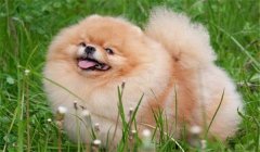 絲毛犬有哪些品種，如何購買與飼養絲毛犬
