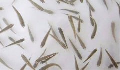 魚苗放養密度多少合適，需注意什么？