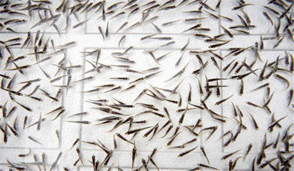 魚苗放養時注意事項