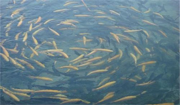 魚苗放養方法