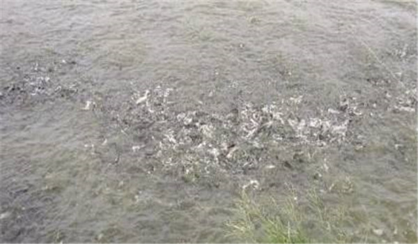 魚苗放養后如何投飼