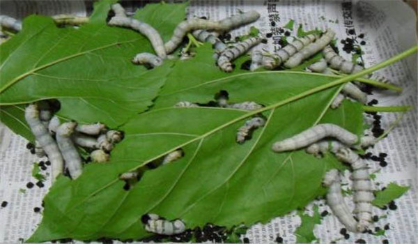 養殖小蠶注意事項