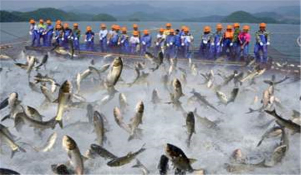 合理增加魚苗放養密度