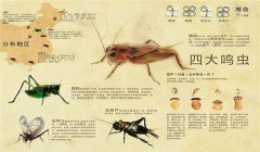 鳴蟲有哪些種類 哪種鳴蟲最好養？
