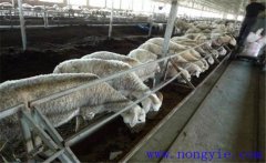 羊主要吃什么飼料、牧草 羊的飼養管理注意什么