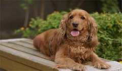 可卡犬多少錢一只？如何選購與飼養可卡犬