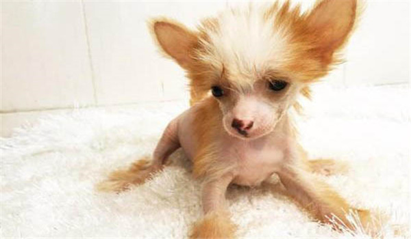 冠毛犬的飼養管理