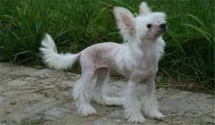 冠毛犬多少錢一只？怎樣選購與飼養中國冠毛犬