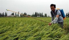 什么叫“寒露風”，寒露風對晚稻有何影響