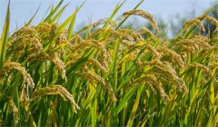 為什么說農作物白根有勁、黃根保命、黑根生病
